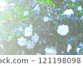 White rhododendron flower 121198098