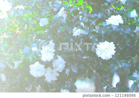 White rhododendron flower White rhododendron flower 121198098