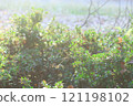Tree with moss 121198102
