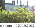 Small flowers blooming in the spring field 121198103