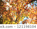 Momiji who changed leaves 121198104
