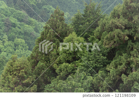 The fresh green trees and young leaves are beautiful 121198109