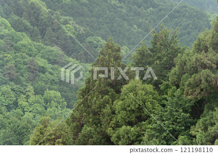 The fresh green trees and young leaves are beautiful 121198110