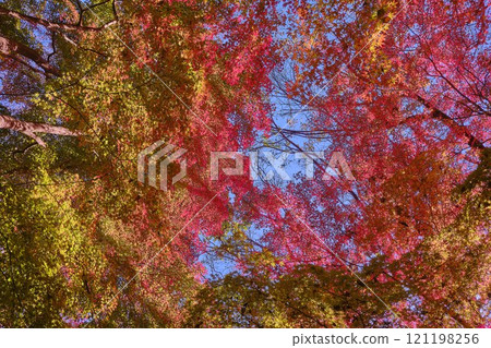 Autumn leaves of Tokyo Koharagaoka Park 121198256