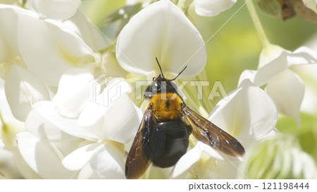 A carpenter bee sucking nectar from a white wisteria A carpenter bee sucking nectar from a white wisteria 121198444