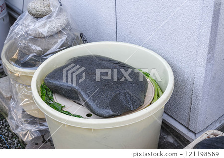 Pickled Nozawana with a weight of stone on top 121198569