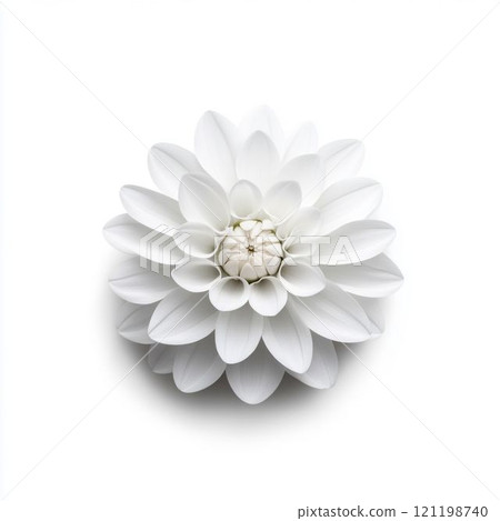 White Dahlia Flower Isolated on White Background 121198740