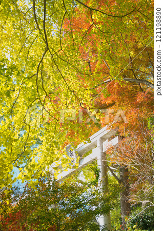 神社的秋葉和銀杏 121198890