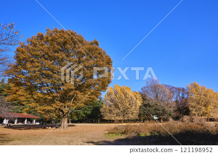 深秋的光丘公園,東京 深秋的光丘公園,東京 121198952