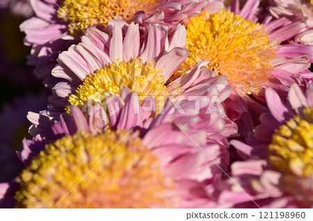 七彩菊花 七彩菊花 121198960
