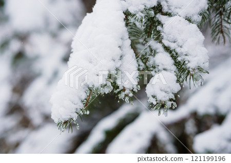 Snow-Covered Pine Branches in Winter Wonderland 121199196