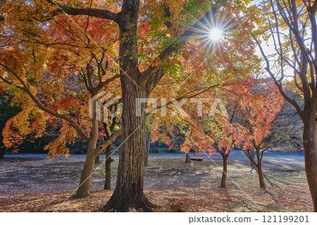 東京Koharagaoka公園秋葉 121199201