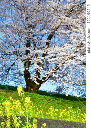 Cherry blossoms and rape blossoms at Kajigawa River Control Memorial Park (Niigata Prefecture) Cherry blossoms and rape blossoms at Kajigawa River Control Memorial Park (Niigata Prefecture) 121199243