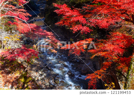埼玉縣秩父市中津川，奧秩父的紅葉名勝中津峽谷，抹布上鮮紅的楓葉和流淌的溪流 121199453