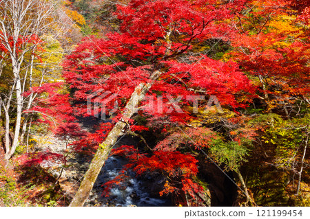 埼玉縣秩父市中津川,奧秩父的紅葉名勝中津峽谷,抹布上鮮紅的楓葉和流淌的溪流 埼玉縣秩父市中津川,奧秩父的紅葉名勝中津峽谷,抹布上鮮紅的楓葉和流淌的溪流 121199454