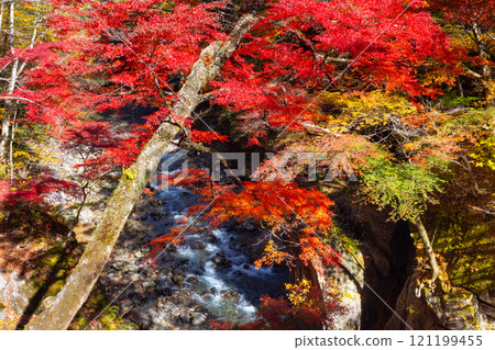 埼玉縣秩父市中津川，奧秩父的紅葉名勝中津峽谷，抹布上鮮紅的楓葉和流淌的溪流 121199455