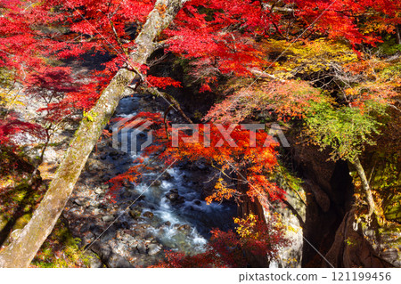 埼玉縣秩父市中津川，奧秩父的紅葉名勝中津峽谷，抹布上鮮紅的楓葉和流淌的溪流 121199456