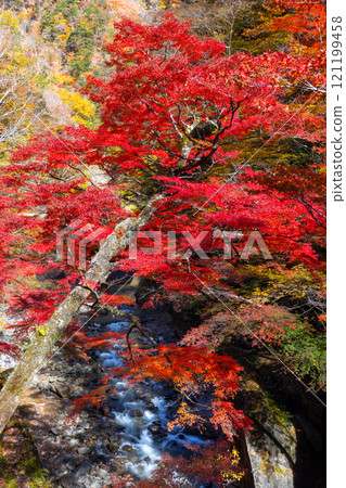 埼玉縣秩父市中津川,奧秩父的紅葉名勝中津峽谷,抹布上鮮紅的楓葉和流淌的溪流 埼玉縣秩父市中津川,奧秩父的紅葉名勝中津峽谷,抹布上鮮紅的楓葉和流淌的溪流 121199458