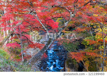 埼玉縣秩父市中津川，奧秩父的紅葉名勝中津峽谷，抹布上鮮紅的楓葉和流淌的溪流 121199460