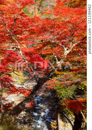 埼玉縣秩父市中津川,奧秩父的紅葉名勝中津峽谷,抹布上鮮紅的楓葉和流淌的溪流 埼玉縣秩父市中津川,奧秩父的紅葉名勝中津峽谷,抹布上鮮紅的楓葉和流淌的溪流 121199462