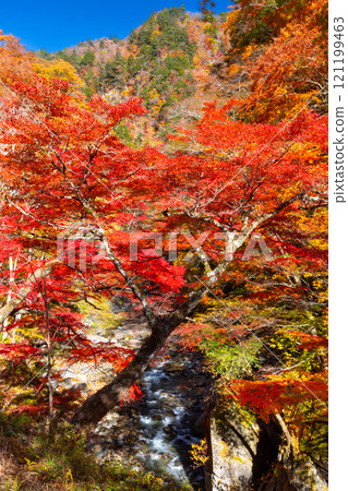 埼玉縣秩父市中津川，奧秩父的紅葉名勝中津峽谷，抹布上鮮紅的楓葉和流淌的溪流 121199463