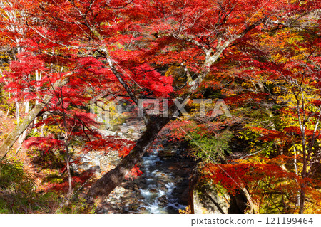 埼玉縣秩父市中津川,奧秩父的紅葉名勝中津峽谷,抹布上鮮紅的楓葉和流淌的溪流 埼玉縣秩父市中津川,奧秩父的紅葉名勝中津峽谷,抹布上鮮紅的楓葉和流淌的溪流 121199464