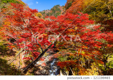 埼玉縣秩父市中津川,奧秩父的紅葉名勝中津峽谷,抹布上鮮紅的楓葉和流淌的溪流 埼玉縣秩父市中津川,奧秩父的紅葉名勝中津峽谷,抹布上鮮紅的楓葉和流淌的溪流 121199465