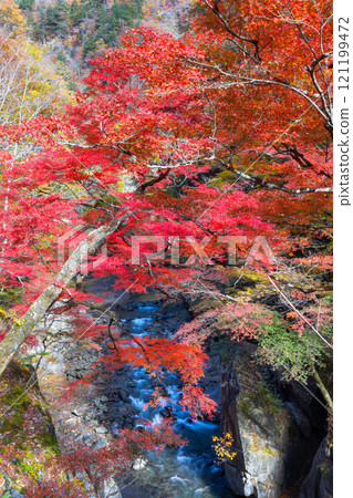埼玉縣秩父市中津川，奧秩父的紅葉名勝中津峽谷，抹布上鮮紅的楓葉和流淌的溪流 121199472