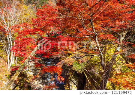 埼玉縣秩父市中津川，奧秩父的紅葉名勝中津峽谷，抹布上鮮紅的楓葉和流淌的溪流 121199473