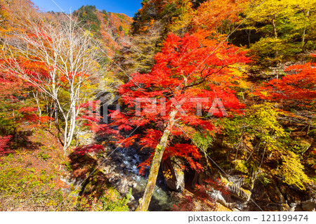 埼玉縣秩父市中津川，奧秩父的紅葉名勝中津峽谷，抹布上鮮紅的楓葉和流淌的溪流 121199474