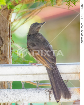 Rear view of a brown-eared bulbul 121199607