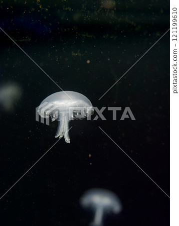 小水母豎立 121199610