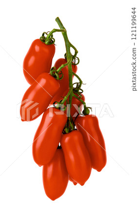 San Marzano tomatoes hanging bunch isolated on white background. San Marzano tomatoes hanging bunch isolated on white background. 121199644
