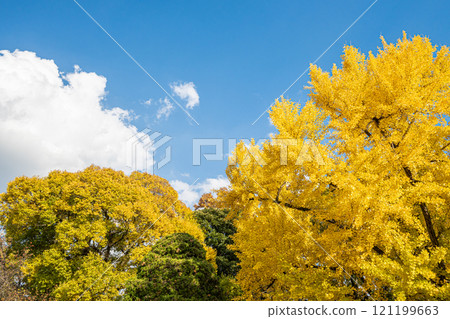Yellow zelkova and ginkgo trees 121199663