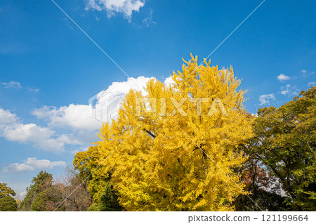 一棵色彩鮮豔的大銀杏樹 121199664