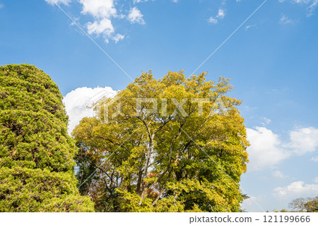 一棵大黃色櫸樹 121199666