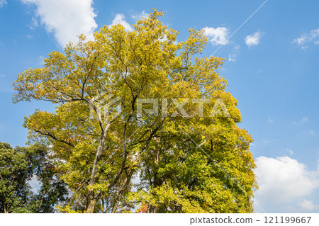 Yellow-colored zelkova tree Yellow-colored zelkova tree 121199667