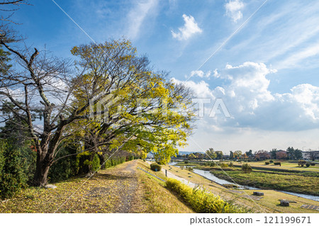 Kamogawa River scenery in early winter, Kyoto City 121199671
