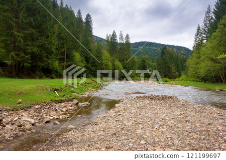landscape with mountain river in spring. scenic view. cloudy weather. forest on the shore. beautiful scenery of synevyr national park. open for camping 121199697