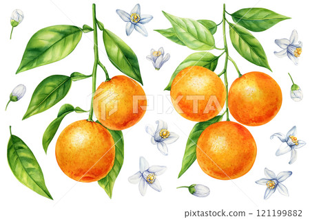 Watercolor citrus fruits collection, orange mandarin, ripe tangerine with leaves art, juicy fruit botanical illustration Watercolor citrus fruits collection, orange mandarin, ripe tangerine with leaves art, juicy fruit botanical illustration 121199882