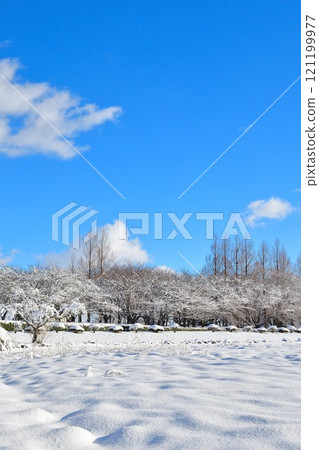 Kamisekigata Park in winter (Niigata Prefecture) 121199977