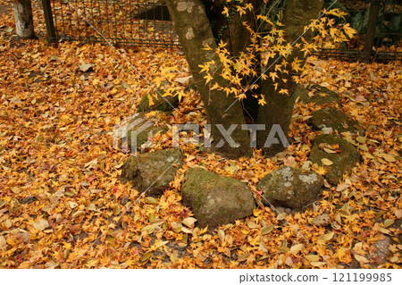 Carpet of fallen leaves 121199985