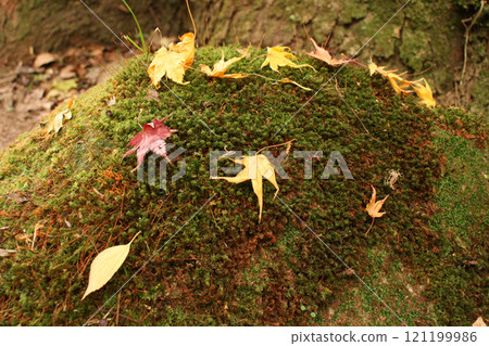 Autumn leaves falling on moss 121199986