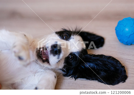 A white spaniel with black ears and spots is joyfully playing on a polished wooden floor with a blue rubber ball 121200006