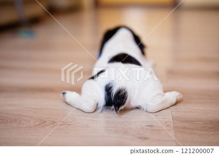 A white spaniel with black ears and spots is joyfully playing on a polished wooden floor with a blue rubber ball 121200007