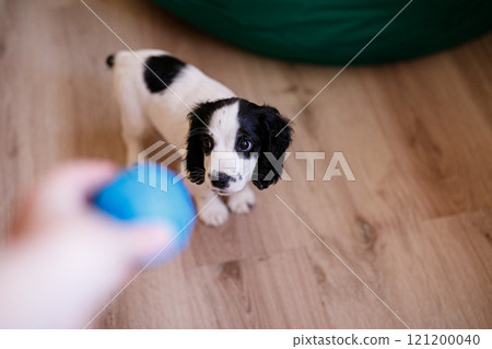 A white spaniel with black ears and spots is joyfully playing on a polished wooden floor with a blue rubber ball 121200040