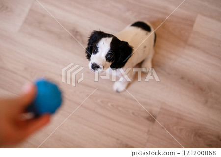 A white spaniel with black ears and spots is playing on a wooden floor with a blue rubber ball A white spaniel with black ears and spots is playing on a wooden floor with a blue rubber ball 121200068
