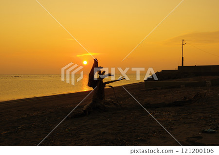 Driftwood, the morning sun, and the Ariake Sea 121200106