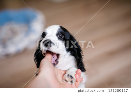 A one-month-old white spaniel puppy with black ears and spots is nibbling its owner's fingers A one-month-old white spaniel puppy with black ears and spots is nibbling its owner's fingers 121200117