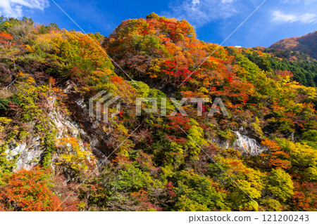 Otaki, Chichibu City, Saitama Prefecture Autumn leaves near the Ochigawa Bridge next to the Karizaka Michi on the Sakai Kaido along the Arakawa River in Okuchichibu Otaki, Chichibu City, Saitama Prefecture Autumn leaves near the Ochigawa Bridge next to the Karizaka Michi on the Sakai Kaido along the Arakawa River in Okuchichibu 121200243